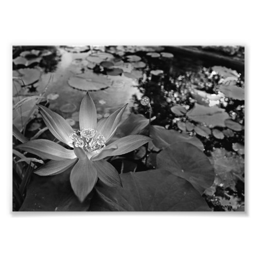 Black & White Water Lilly Foto Afdruk (Voorkant)