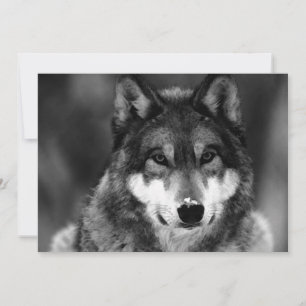 Black & White Wolf Uitnodiging