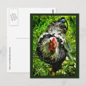 Black White Wyandotte Rooster Bird Green Briefkaar Briefkaart (Voorkant / Achterkant)