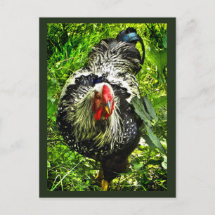 Black White Wyandotte Rooster Bird Green Briefkaar Briefkaart