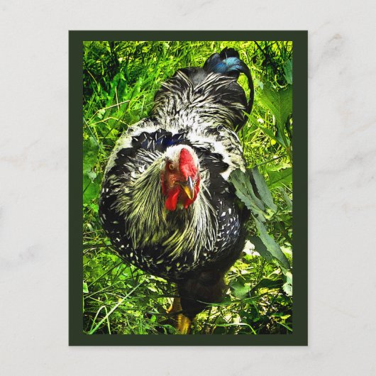 Black White Wyandotte Rooster Bird Green Briefkaar Briefkaart (Voorkant)