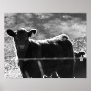 Black & White Young-Koeien in veld 16x20 Poster