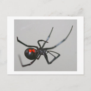 Black Widow Briefkaart