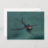 Black Widow Spider Briefkaart (Voorkant / Achterkant)