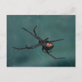 Black Widow Spider Briefkaart (Voorkant)