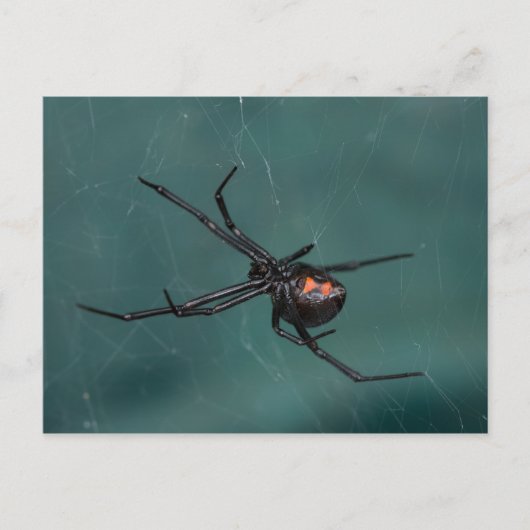 Black Widow Spider Briefkaart (Voorkant)