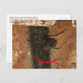 Black Widow Spider Briefkaart (Voorkant / Achterkant)