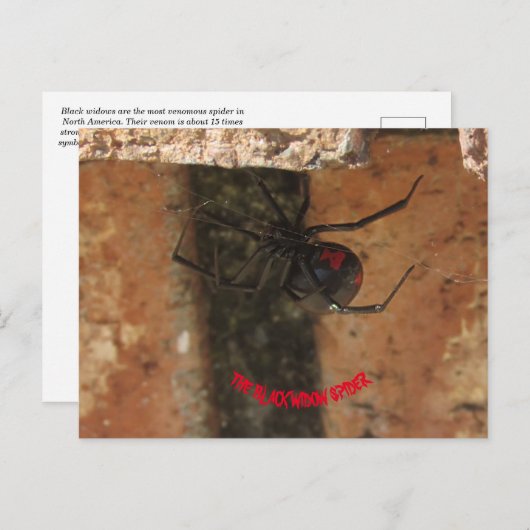 Black Widow Spider Briefkaart (Voorkant / Achterkant)