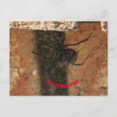 Black Widow Spider Briefkaart (Voorkant)