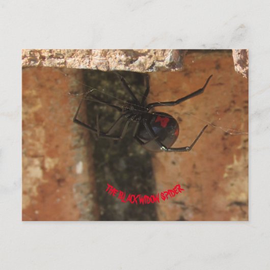 Black Widow Spider Briefkaart (Voorkant)