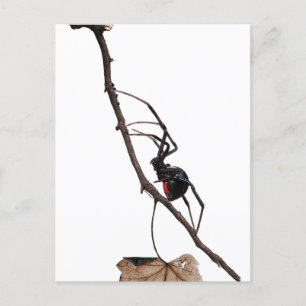 Black Widow Spider, Gothic, Natuur, Arachanofobie Briefkaart