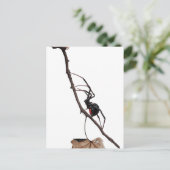 Black Widow Spider, Gothic, Natuur, Arachanofobie Briefkaart (Staand voorkant)