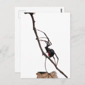Black Widow Spider, Gothic, Natuur, Arachanofobie Briefkaart (Voorkant / Achterkant)
