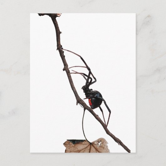 Black Widow Spider, Gothic, Natuur, Arachanofobie Briefkaart (Voorkant)