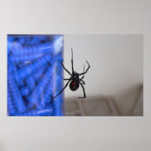 Black Widow Spider Poster (Voorkant)