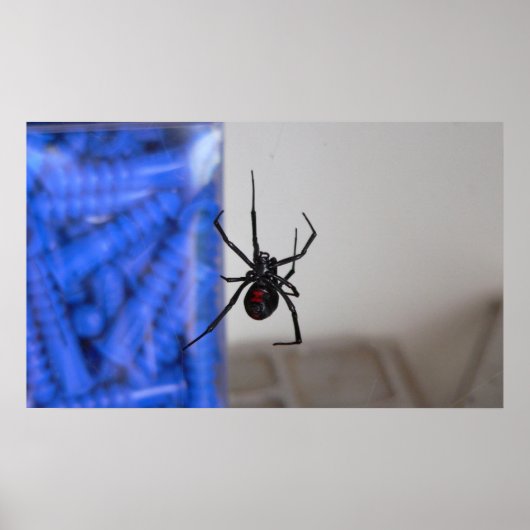 Black Widow Spider Poster (Voorkant)