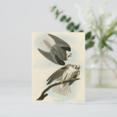 Black-Winged Hawk - Amerikaanse vogels van Audubon Briefkaart (Staand voorkant)