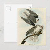 Black-Winged Hawk - Amerikaanse vogels van Audubon Briefkaart (Voorkant / Achterkant)