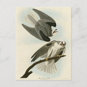 Black-Winged Hawk - Amerikaanse vogels van Audubon Briefkaart