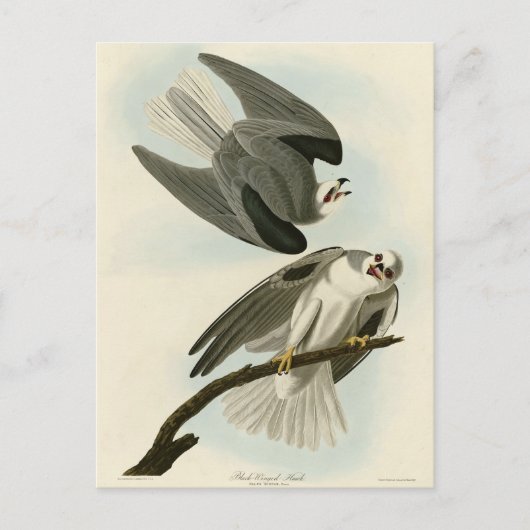 Black-Winged Hawk - Amerikaanse vogels van Audubon Briefkaart (Voorkant)