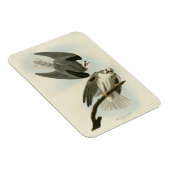 Black-Winged Hawk - Amerikaanse vogels van Audubon Magneet (Rechterzijde)
