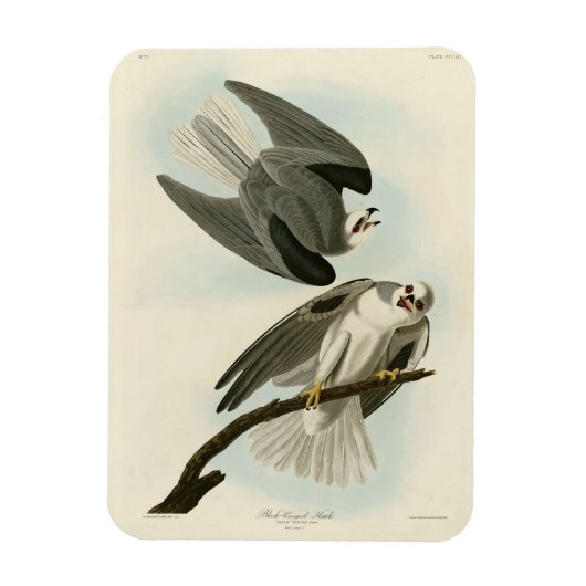 Black-Winged Hawk - Amerikaanse vogels van Audubon Magneet (Verticaal)