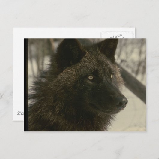 Black Wolf Dog Briefkaart (Voorkant / Achterkant)