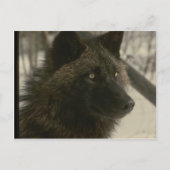 Black Wolf Dog Briefkaart (Voorkant)