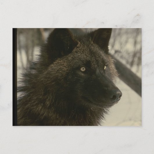 Black Wolf Dog Briefkaart (Voorkant)
