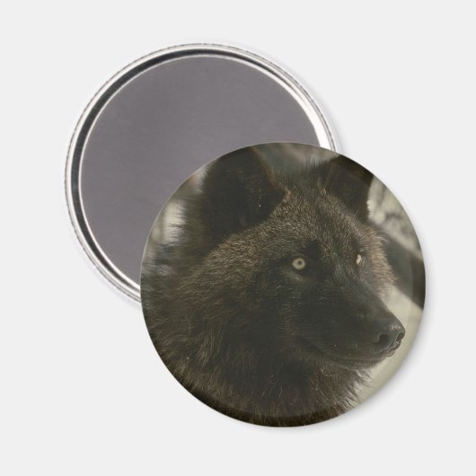 Black Wolf Dog Magneet (Voorkant / Achterkant)
