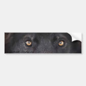 Black Wolf Eyes Bumpersticker (Voorkant)