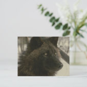 Black Wolf Postcard Briefkaart (Staand voorkant)