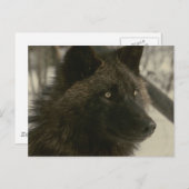 Black Wolf Postcard Briefkaart (Voorkant / Achterkant)