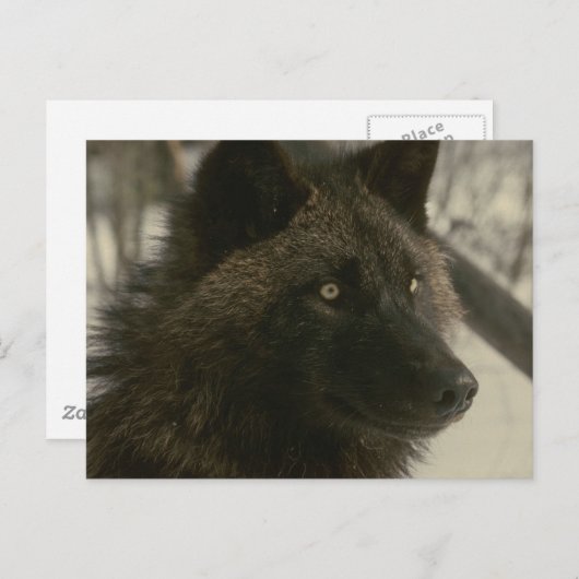 Black Wolf Postcard Briefkaart (Voorkant / Achterkant)