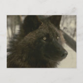 Black Wolf Postcard Briefkaart (Voorkant)
