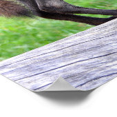 Black Wolf Poster (Hoek)