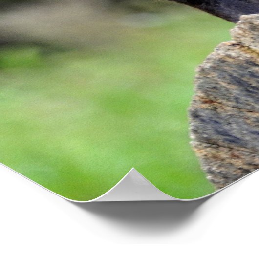 Black Wolf Poster (Hoek)