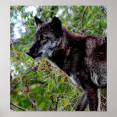 Black Wolf Poster (Voorkant)
