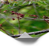 Black Wolf Poster (Hoek)