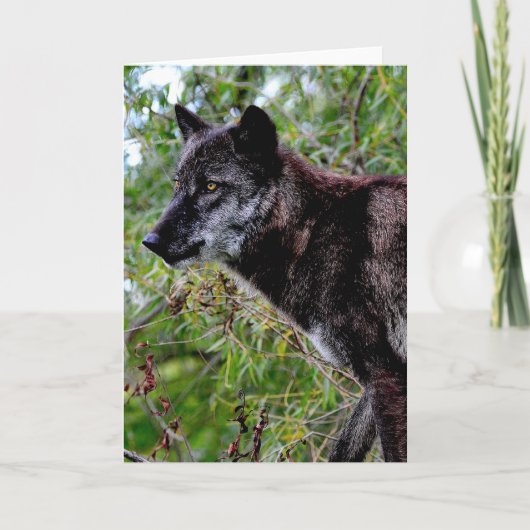 Black Wolf-Wenskaart Kaart (Voorkant)