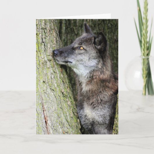 Black Wolf-Wenskaart Kaart (Voorkant)