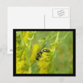 Black Yellow Wasp Foraging Briefkaart (Voorkant / Achterkant)