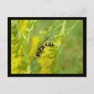Black Yellow Wasp Foraging Briefkaart