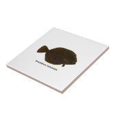 Blackback Flounder Tegeltje (Zijkant)