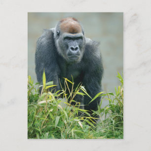 Blackback Gorilla Lope Briefkaart