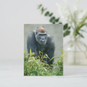 Blackback Gorilla Lope Briefkaart (Staand voorkant)
