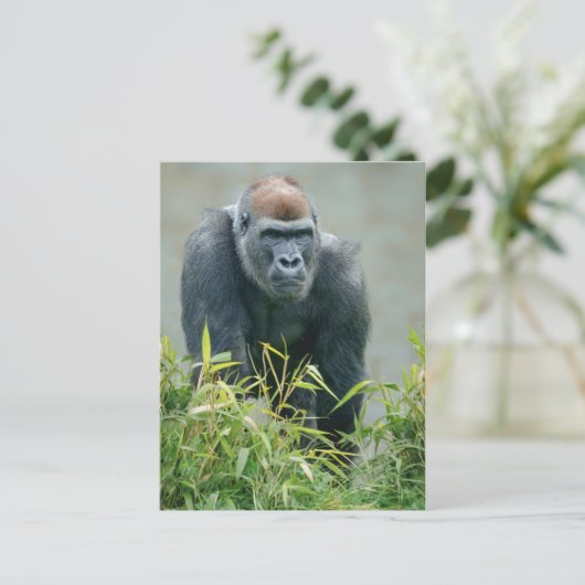 Blackback Gorilla Lope Briefkaart (Staand voorkant)