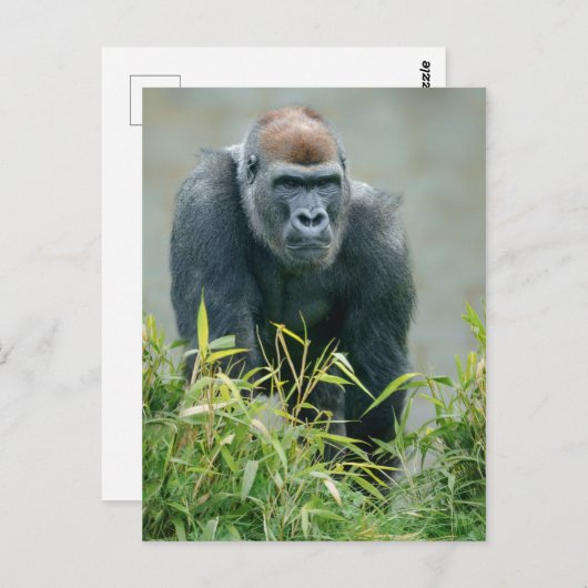 Blackback Gorilla Lope Briefkaart (Voorkant / Achterkant)