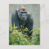 Blackback Gorilla Lope Briefkaart (Voorkant)