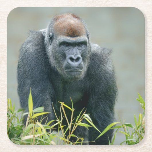 Blackback Gorilla Lope Kartonnen Onderzetters (Voorkant)